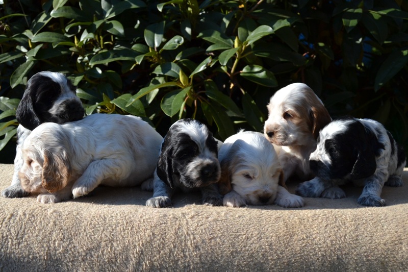 30-Janet, Jantar, Just, Jambo, Jessi, Janie.JPG